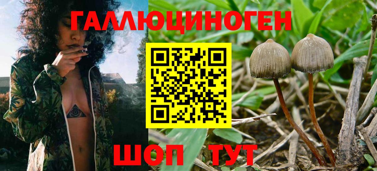Псилоцибиновые грибы Psilocybe Куйбышев
